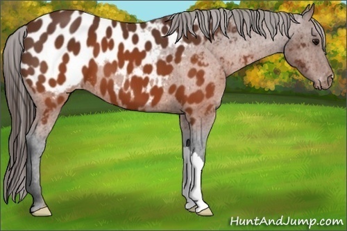 Horse Color:Brown Appaloosa