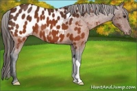 Horse Color:Brown Appaloosa 
