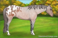 Horse Color:Brown Roan Appaloosa
