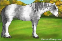 Horse Color:White Spotted Smoky Blue Roan 