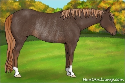 Horse Color:Liver Chestnut Rabicano