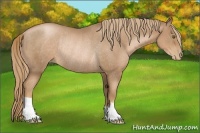 Horse Color:Liver Chestnut Pearl Rabicano