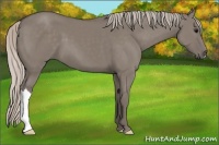 Horse Color:Silver Grullo