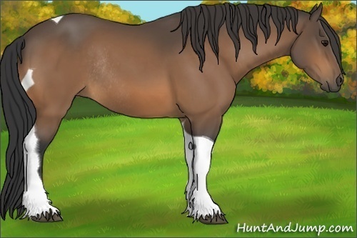 Horse Color:Buckskin Tobiano Rabicano 