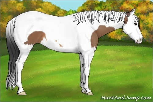 Horse Color:Buckskin Splash Tobiano 