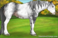 Horse Color:White Spotted Brown 