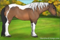 Horse Color:Buckskin Tobiano Rabicano