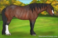Horse Color:Bay Rabicano