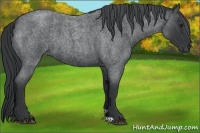 Horse Color:Blue Chinchilla Roan