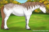 Horse Color:White Spotted Chestnut 