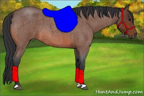 Horse Color:Bay Roan 