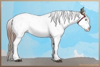 Horse Color:Red Ice Roan Sabino Splash Varnish 