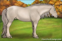 Horse Color:Chocolate Palomino Pearl