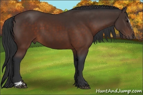 Horse Color:Brown Sabino 