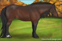 Horse Color:Brown Sabino 