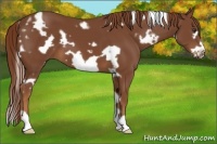 Horse Color:White Spotted Chestnut Frame