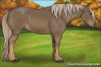 Horse Color:Chocolate Palomino 