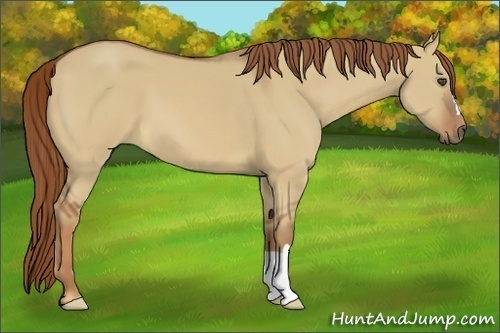 Horse Color:Red Dun 