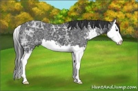 Horse Color:Black Ice Sabino Splash