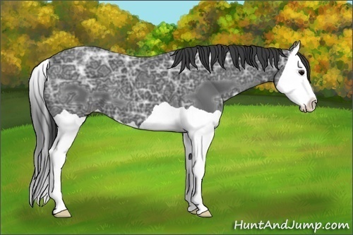Horse Color:Smoky Black Ice Splash 