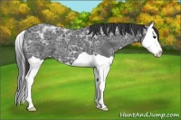 Horse Color:Smoky Black Ice Splash 