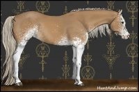 Horse Color:White Spotted Palomino Rabicano 