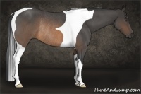 Horse Color:Buckskin Roan Tobiano Rabicano