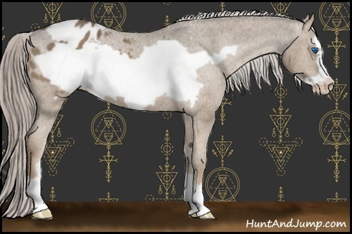 Horse Color:Chocolate Palomino Frame Appaloosa 