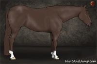 Horse Color:Liver Chestnut 