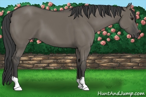 Horse Color:Unknown 