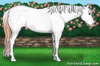Horse Color:Bay Ice Frame Appaloosa