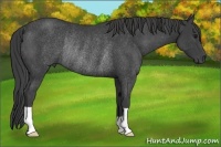 Horse Color:Smoky Black Rabicano 