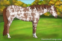 Horse Color:Chestnut Ice 
