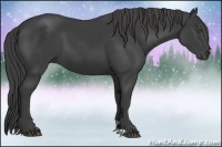 Horse Color:Smoky Black 