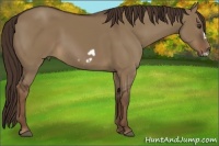 Horse Color:Liver Red Dun Frame 