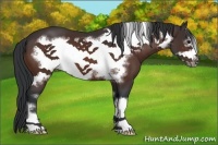 Horse Color:Bay Frame 