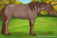 Horse Color:Red Roan