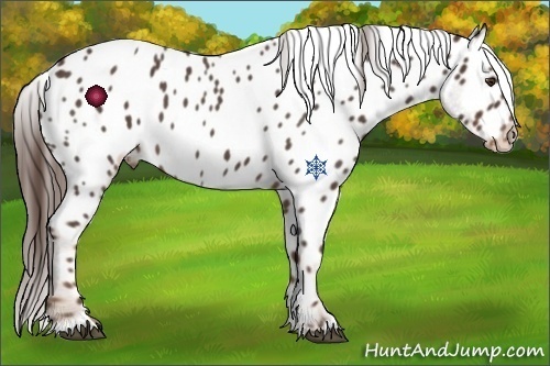 Horse Color:Liver Red Roan Near Leopard 
