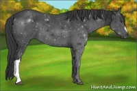Horse Color:Smoky Black