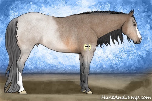 Horse Color:Buckskin Roan Rabicano 
