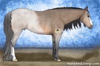 Horse Color:Buckskin Roan Rabicano