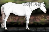 Horse Color:Bay Frame Appaloosa Rabicano