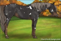 Horse Color:White Spotted Liver Chestnut 