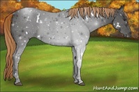 Horse Color:White Spotted Liver Chestnut 