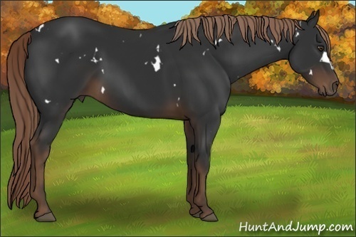 Horse Color:White Spotted Liver Chestnut 