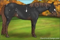 Horse Color:White Spotted Liver Chestnut 