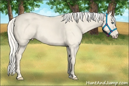 Horse Color:Cremello 