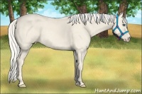 Horse Color:Cremello