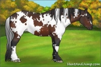 Horse Color:White Spotted Bay 