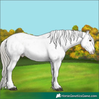 Horse Color:Liver Chestnut Mushroom Sabino Appaloosa 